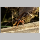 Dolichomitus sp - Schlupfwespe 03 32mm-fdet04.jpg